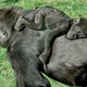 Illustration for article titled Gorillas communicate with their infants using their own version of baby talk